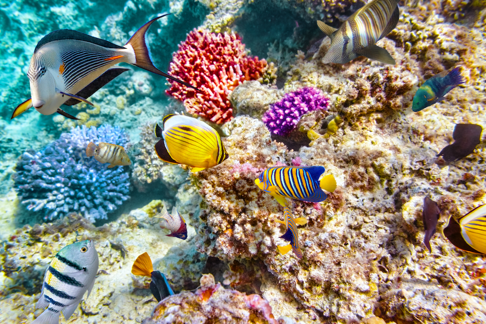 Fargerike koraller og tropiske fisk under havoverflaten i Rødehavet
