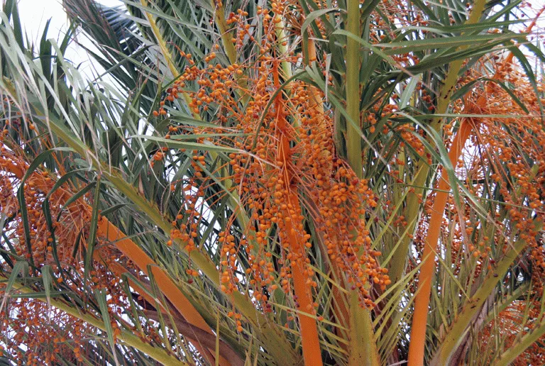 Bilde av Xagħra