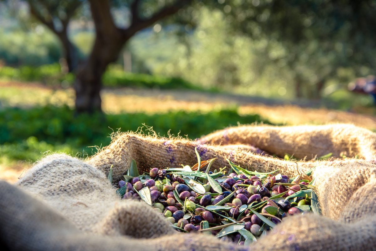 Innhøsting av oliven på Kreta