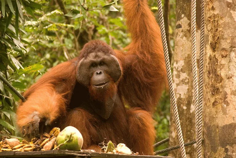 Ville orangutanger finnes kun på Borneo og Sumatra, og er verdens nest største apeart 
