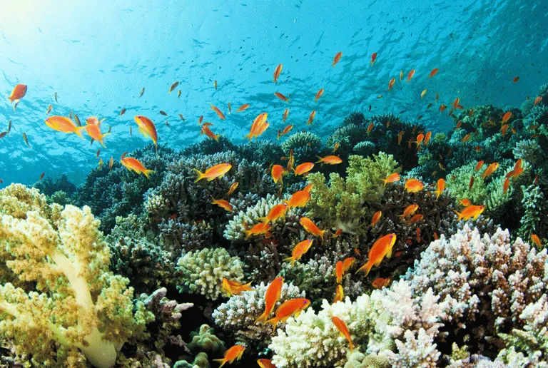 Livet under vann er ypperlig på Seychellene. Over 1000 fiskearter finnes 