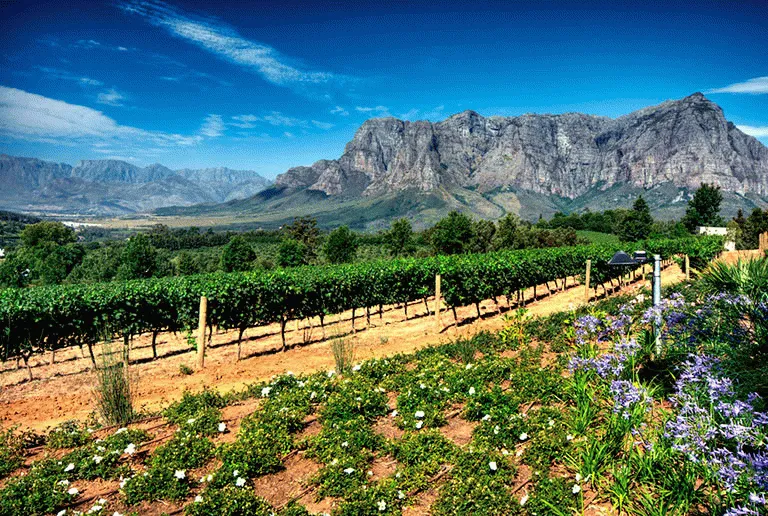 Utenfor Cape Town finnes noen av beste vinområdene i verden, her fra Stellenbosch 