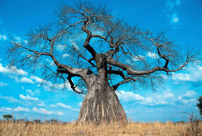 Det berømte akasie treet som mange nordmenn ble kjent med gjennom filmen Lion King 