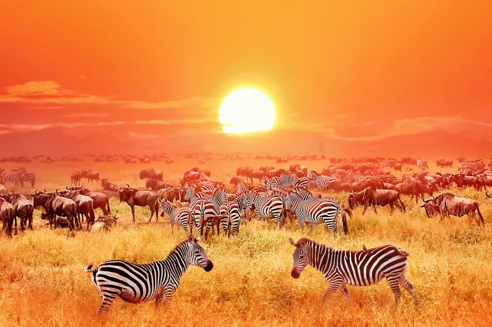 Bilde av Serengeti nasjonalpark 